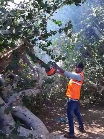 Tree Cutting