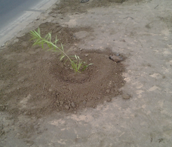 Tree Plantation